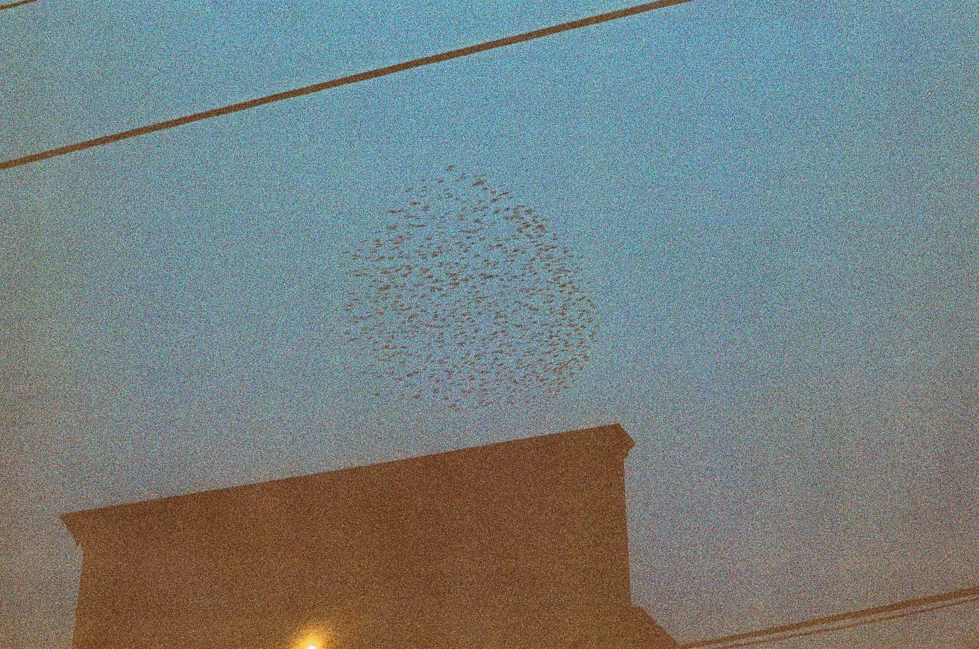 A flock of birds flying above a building